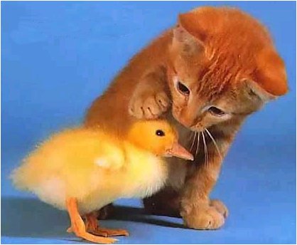 Cherchez la suite...
